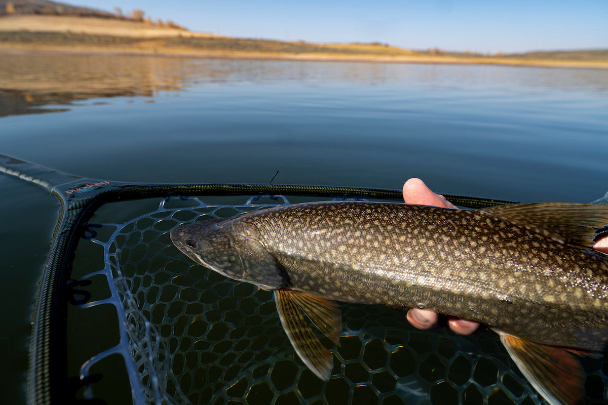 Harlan's Fishing Outlook for December Cutthroat Anglers