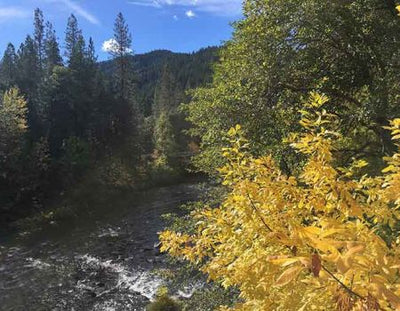 Yellow Leaves and Running Browns - By Nick Freeman