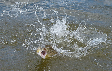 Short Rod Fishing :: Cutthroat Anglers