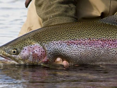 Alaska Sportsman's Bear Trail Lodge Trip! :: Cutthroat Anglers