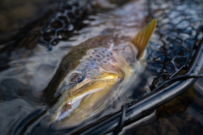 A Call to Safeguard Native Fish and Biodiversity by Prohibiting Fish Feeding in Waters of the State