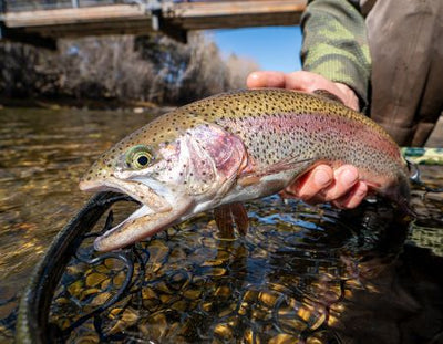 Catching up with Kory Lewis on the Blue River :: Cutthroat Anglers