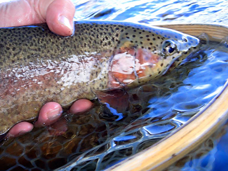 A Day on the Water with Tor and Shamus – Cutthroat Anglers