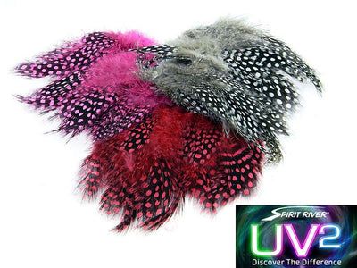 UV2 Large Eyed Guinea Feathers