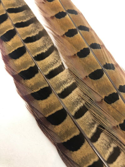 Wapsi 1 Pair Ringneck Pheasant Tail Feathers